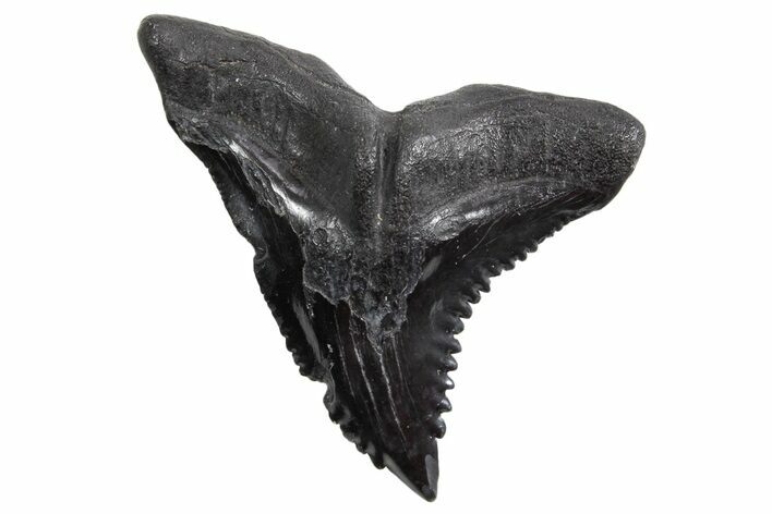 Snaggletooth Shark (Hemipristis) Tooth - South Carolina #360815